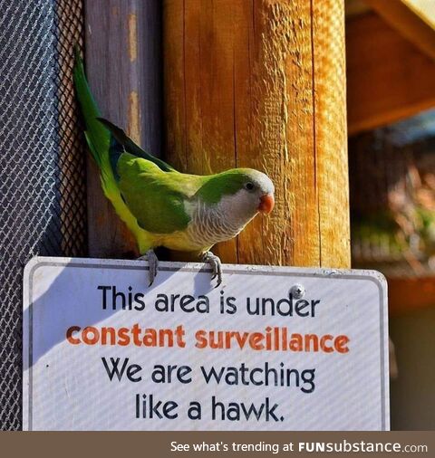 People Out There Still Thinkin' Birds Aren't Surveillance Drones