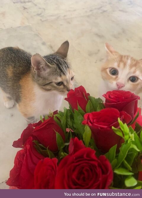 My Fave Band: Cats N' Roses