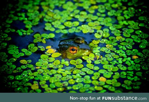 Froggo Fun R #76/Special - Happy Saint Patrick's Day!