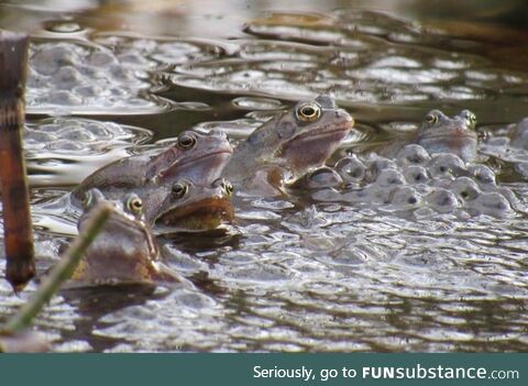 Froggo Fun R #77 - Frogs Waking Up in Ireland