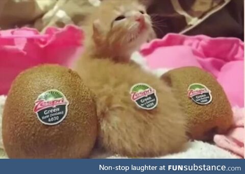 Just Three Kiwis