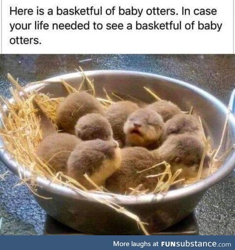 Otters!