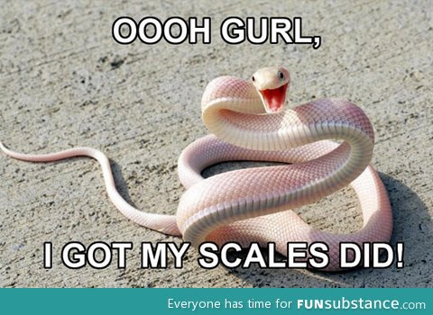 Sassy snake