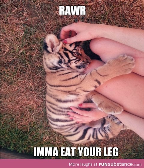 Baby tiger