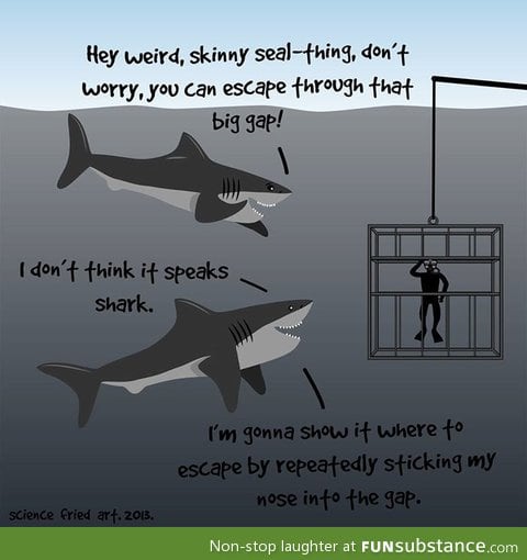 Sharks are nice guys