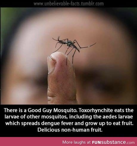 The only good guy mosquito