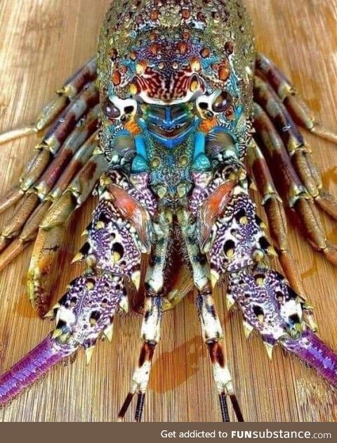 Psychedelic looking rainbow lobster