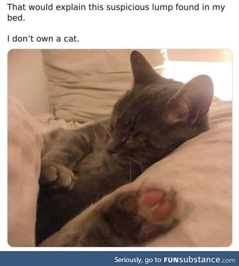 You *didn't* own a cat