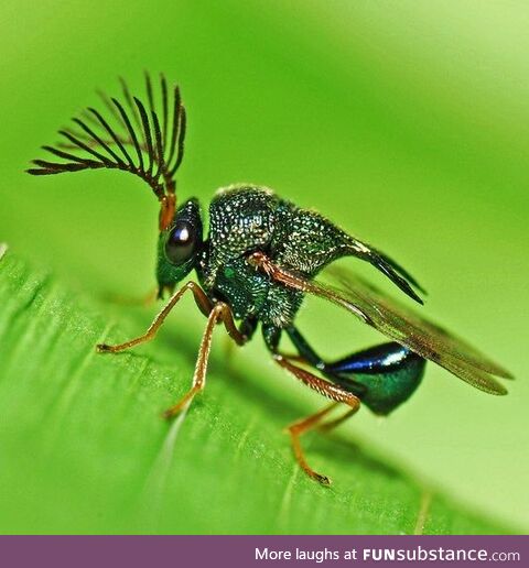 Eucharitid Wasp *gasp*