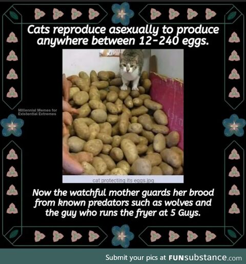Potatoes!