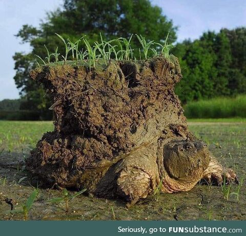 Absolute unit of a snapping turtle
