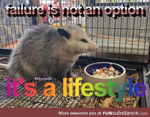 Opossum memes are great