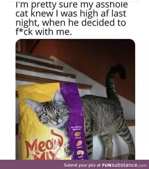 Cats know everything