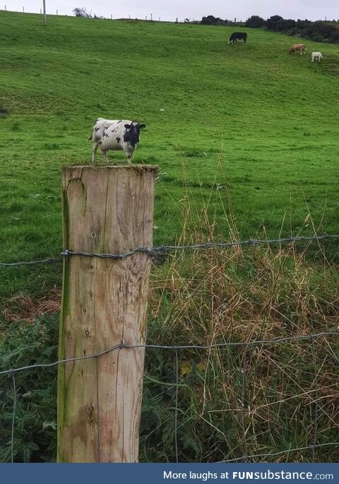 I found a tiny cow on a fence post