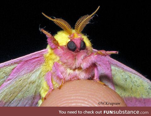 Fabulous little moth