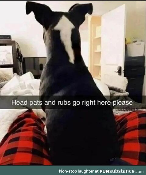 Helpful doggo