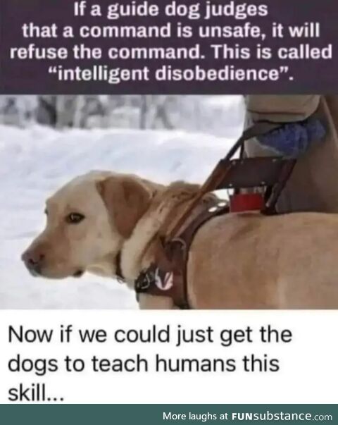 Clever doggo