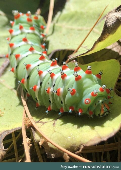 Behöld! The Calleta Silkmoth caterpillar!