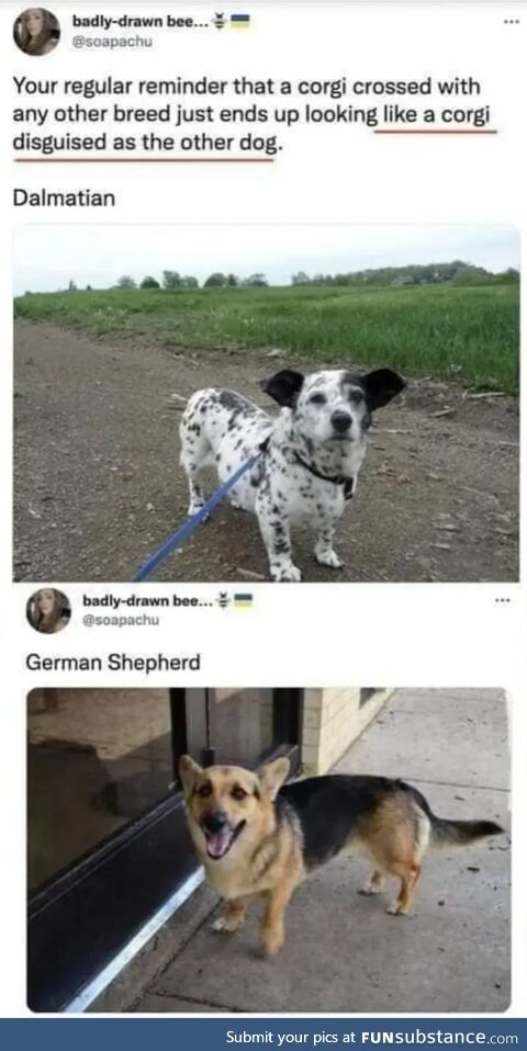Doggos in disguise