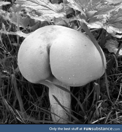Scientists perfect the art of growing arses naturally that can be transplanted safely to
