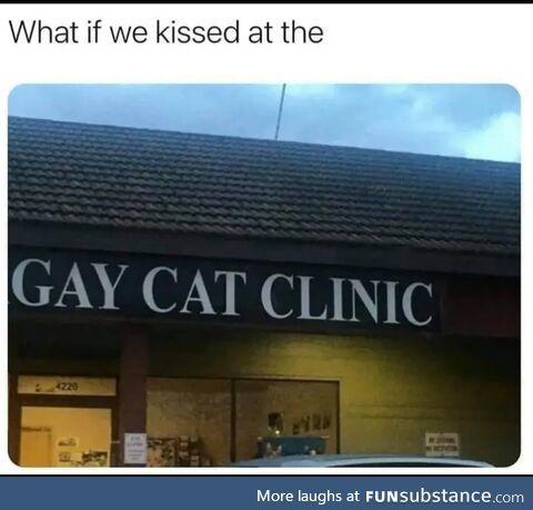 Gay cat