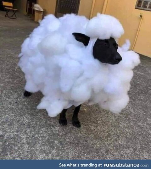 The landlord said no dogs, but they said sheep are okay, so…