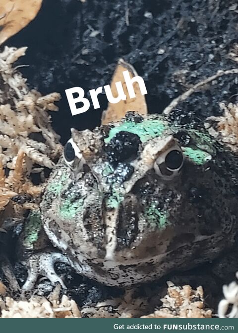 Froggos '23 #12 - Bruh