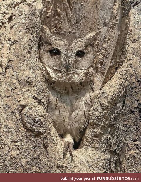 What owl?