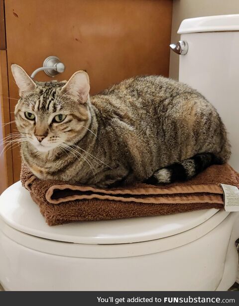 I installed a new brand of towel warmer. It warms and judges you at the same time