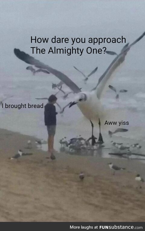 Mighty seagull of the sea