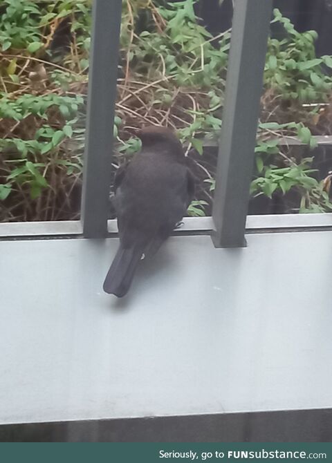 Birb Watch Berlin - Work Supervisor