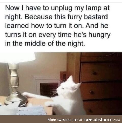 Cats are so smart