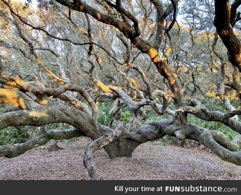 Twisty tree