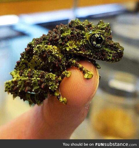 Mossy lil' dude