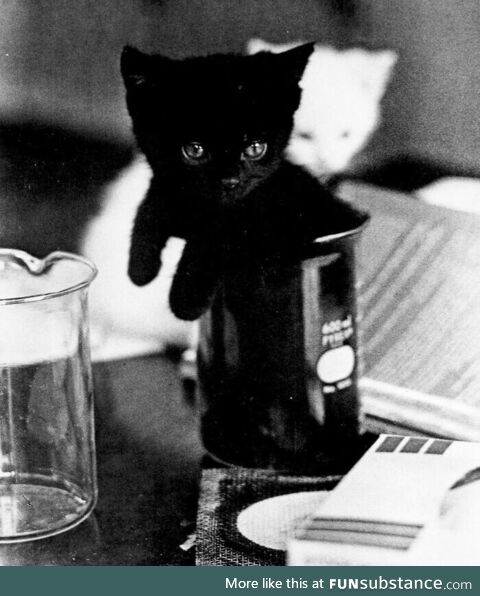 First black cat synthesized for commercial use 1975