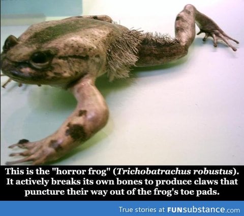 But I call it the Nope Frog