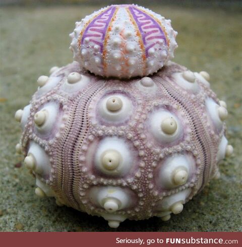 What a wonderfull world! (sea urchin)
