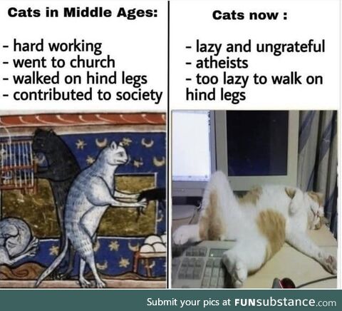 Chad cats vs Virgin cats