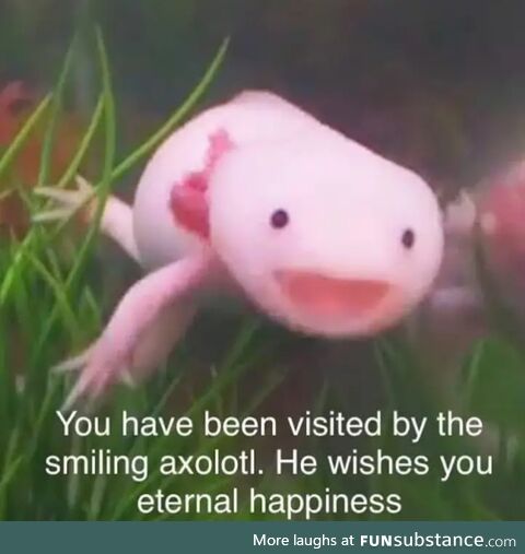 Axolotl says henlo