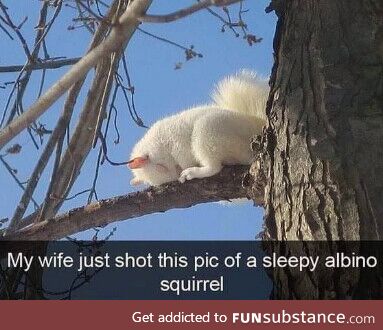 The cutest sleepy squirrel