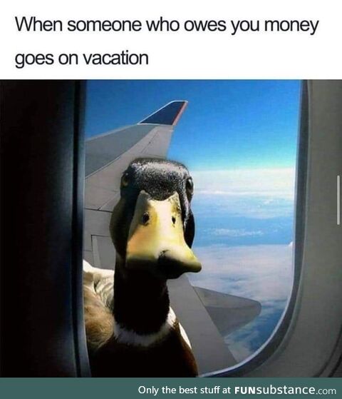 Where the duck are you going