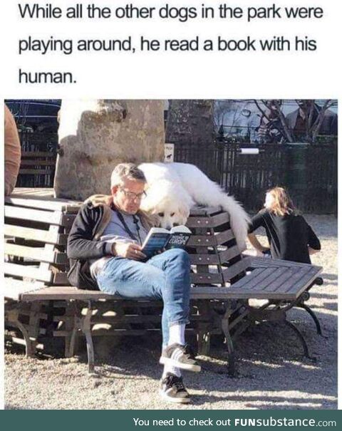 Well read doge