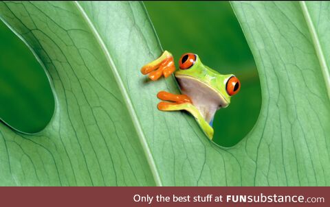 Beautiful Frog & Beautiful Plant