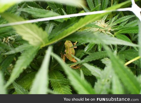 Froggos '23 #113 - Frog in Cannabis Field in Southern Oregon