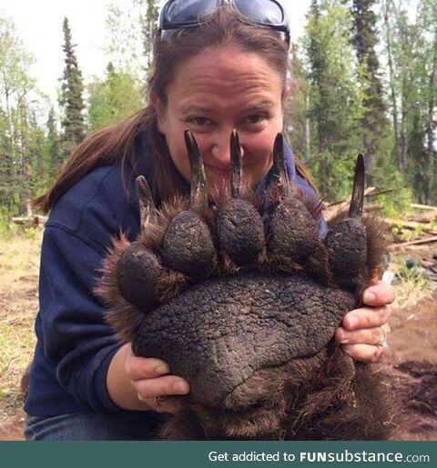 The size of a grizzly bears paw