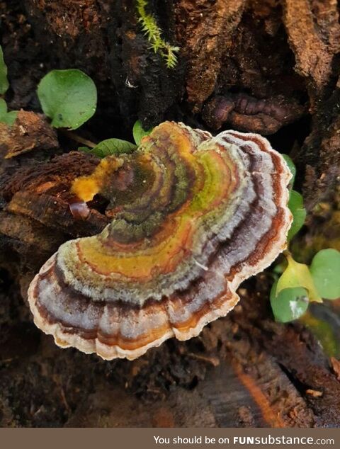 Beautiful fungi
