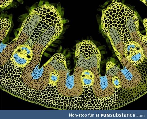 Microscopic grass cells wishing you a Merry Christmas!