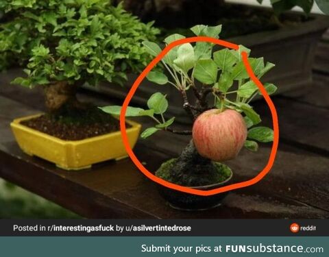 Tiny Tree grew an apple!