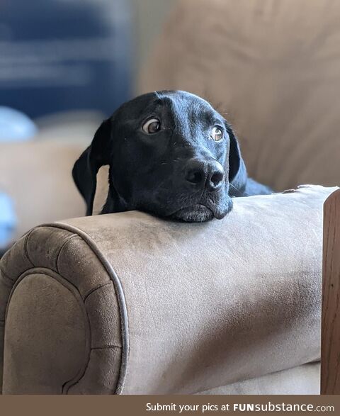 I'm starting to think he lied on his résumé about being a guard dog