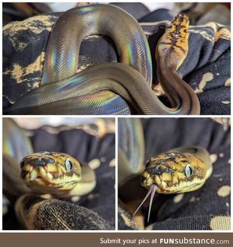 Rainbow Snek